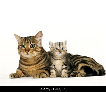 Braun Tabby Hauskatze, Mutter und Kätzchen vor weißem Hintergrund Stockfoto