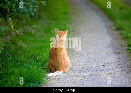ROT TABBY HAUSKATZE, DIE MÄNNER SITZEN AUF PFAD Stockfoto