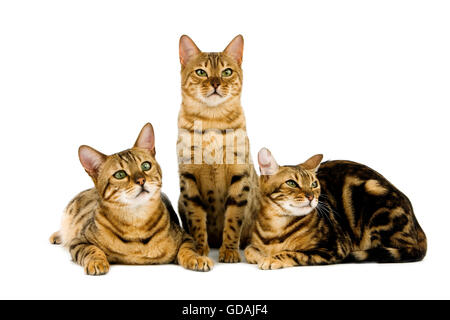 Brown Spotted Tabby und braun marmoriert Tabby Bengal Hauskatze, Erwachsene vor weißem Hintergrund Stockfoto