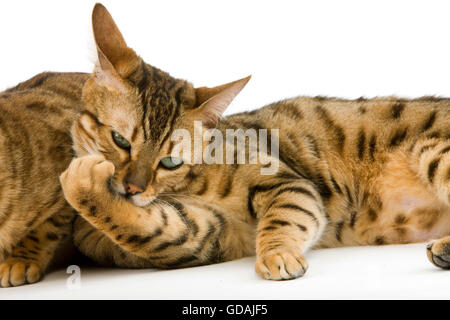 Brown Spotted Tabby Bengal Hauskatze, Erwachsenen leckt seine Pfote vor weißem Hintergrund Stockfoto