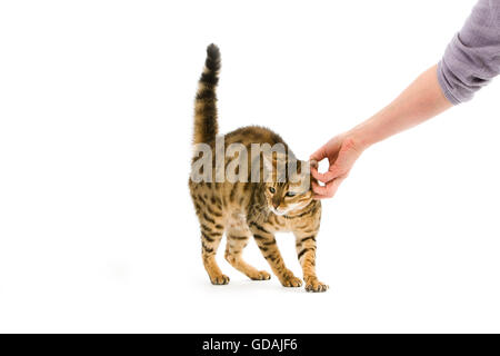 Brown Spotted Tabby Bengal Hauskatze auf weißen Hintergrund Stockfoto