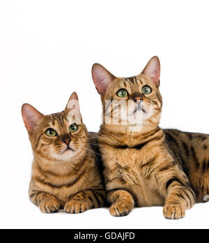 Brown Spotted Tabby Bengal Hauskatze Verlegung vor weißem Hintergrund Stockfoto