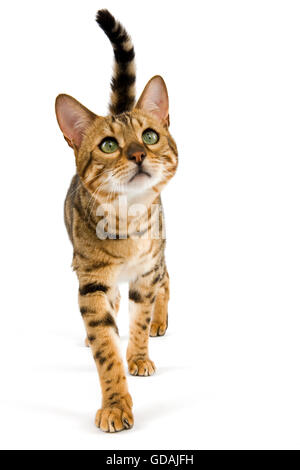 Brown Spotted Tabby Bengal Hauskatze, Erwachsenen vor weißem Hintergrund Stockfoto