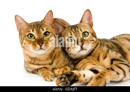 Brown Spotted Tabby Bengal Hauskatze, Erwachsene Verlegung vor weißem Hintergrund Stockfoto