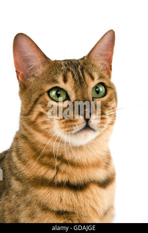 Brown Spotted Tabby Bengal Hauskatze, Porträt von Erwachsenen vor weißem Hintergrund Stockfoto