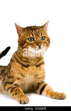 Brown Spotted Tabby Bengal Hauskatze auf weißen Hintergrund Stockfoto