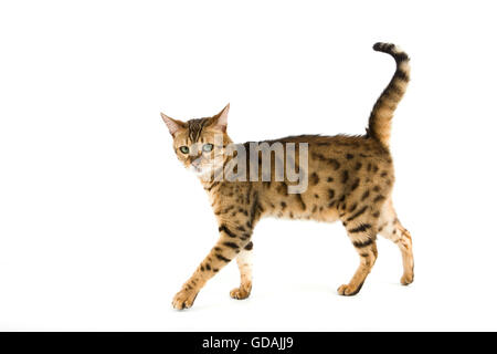 Brown Spotted Tabby Bengal Hauskatze auf weißen Hintergrund Stockfoto