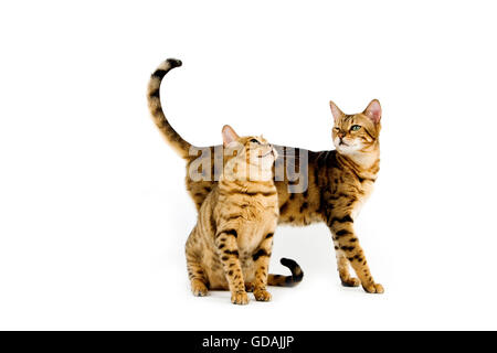 Brown Spotted Tabby Bengal Hauskatze auf weißen Hintergrund Stockfoto