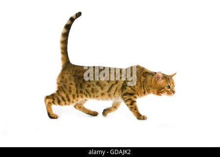 BROWN SPOTTED TABBY BENGAL HAUSKATZE Stockfoto