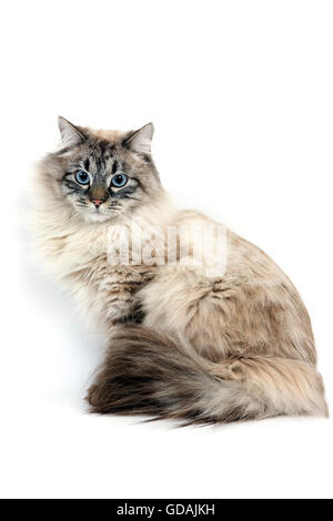 Seal Tabby Point Neva Masquerade sibirischen Hauskatze, Männlich sitzen vor weißem Hintergrund Stockfoto