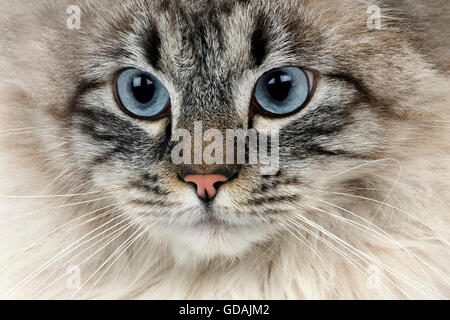 Seal Tabby Point Neva Masquerade sibirischen Hauskatze, Männlich Stockfoto