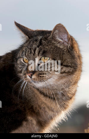 Braun Tabby Hauskatze, Porträt von weiblich, Normandie Stockfoto
