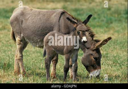 Inländische Esel grau, Weibchen mit Fohlen stehen auf dem Rasen Stockfoto