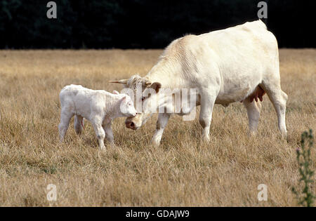 Charolais Rind, Kuh mit Kalb stehend auf Trockenrasen Stockfoto