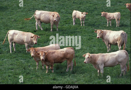 BLONDE D ' AQUITAINE RINDER, EINE FRANZÖSISCHE RASSE, HERDE STEHEND AUF RASEN Stockfoto