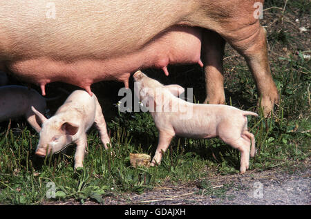 GROßEN WEIßEN SCHWEIN, FERKEL SÄUGENDE SAU Stockfoto