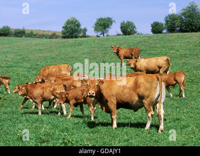 Limousin Hausrind, Kühe und Kälber Stockfoto