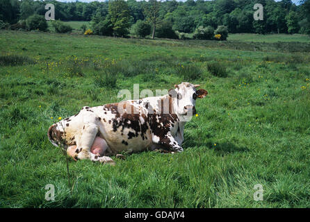 NORMANDIE RINDER, KUH RUHT AUF RASEN, NORMANDIE Stockfoto