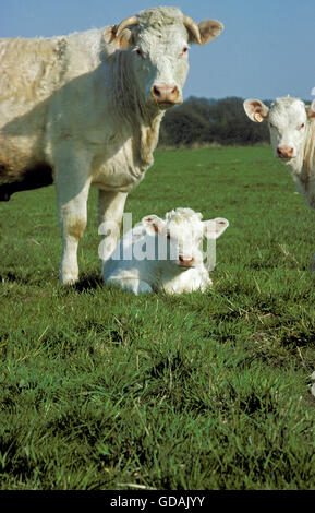 Charolais Hausrind, eine französische Rasse, Mutter und Kalb Stockfoto