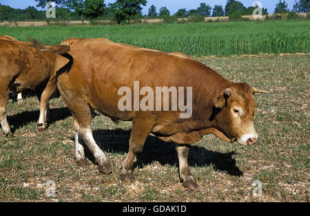 Limousine Catttle, eine französische Rasse Bull Stockfoto