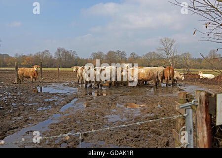 CHAROLAIS UND LIMOUSIN RINDER, HERDE UM HEU IM WINTER, NORMANDIE Stockfoto