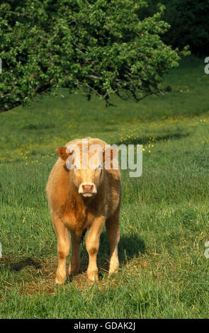 Limousin Hausrind, Kalb Stockfoto