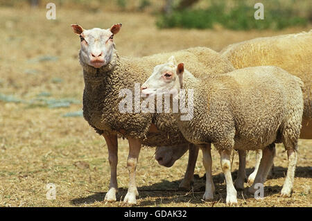 Charmois inländische Schafe, eine französische Rasse Stockfoto