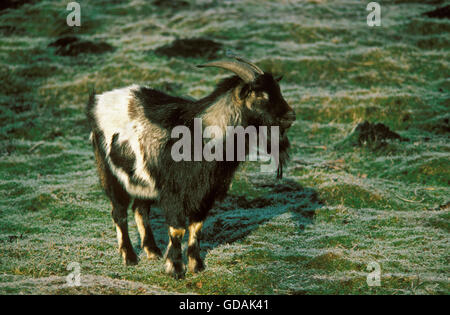 Zwerg Ziegenbock oder Pygmäen Ziege, Capra hircus Stockfoto