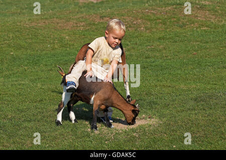 Kleiner Junge spielt mit Zwerg Ziege, Capra hircus Stockfoto