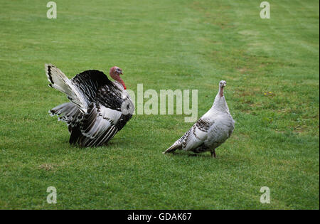 KÖNIGLICHE TÜRKEI, MÄNNLICH UND WEIBLICH AUF RASEN Stockfoto