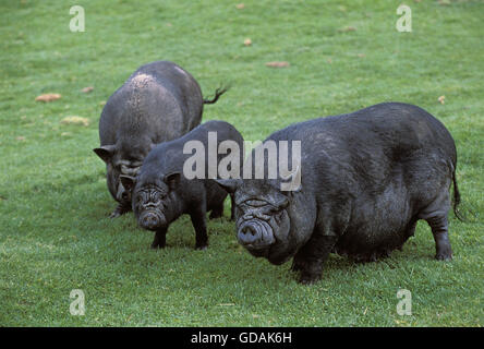 Vietnamesische Pot-Bellied Schwein, Sus Scrofa domesticus Stockfoto