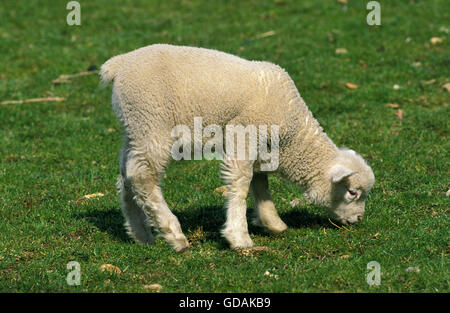 Ile de France inländische Schafe, eine französische Rasse, Lamm essen Grass Stockfoto