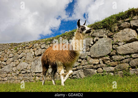 Lama Lama glama IN MACHU PICCHU, die verlorene Stadt der Inkas, PERU Stockfoto