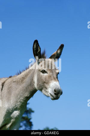 Porträt des grauen inländischen Esel, eine französische Rasse Stockfoto
