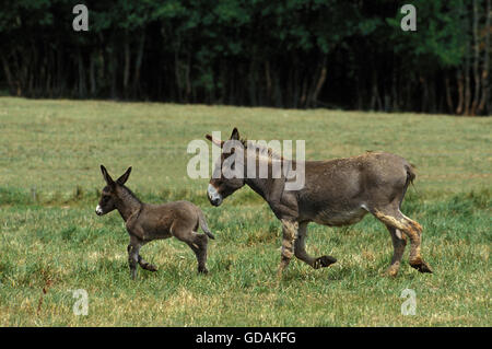Graue Esel, eine französische Rasse, Stute mit Fohlen Stockfoto