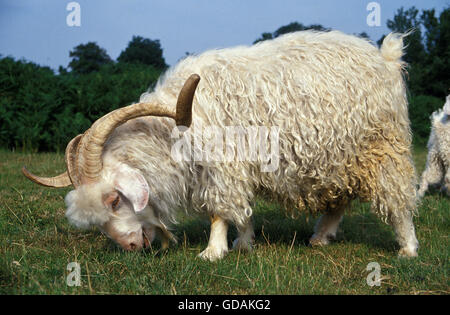 Angora-Ziege, Rasse produzieren Mohairwolle, Billy Goat Stockfoto