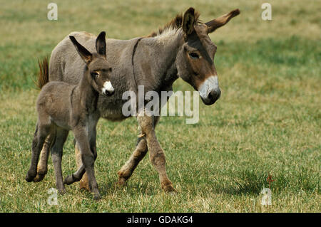 Französische graue Esel, Jenny und Fohlen Stockfoto