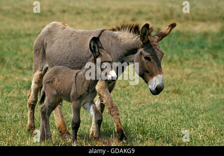 Französische graue Esel, Jenny und Fohlen Stockfoto