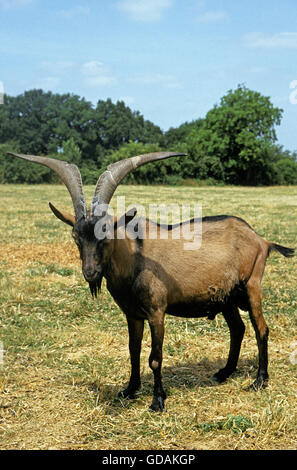 Alpine Chamoisee Ziege, eine französische Rasse Ziegenbock Stockfoto