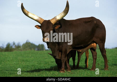 ANKOLE WATUSI RINDER, BULL, STEHEND AUF GRASLAND Stockfoto