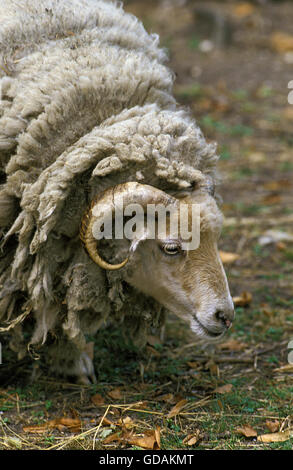 Manech ein Tete Rousse Hausschafe, eine französische Rasse, Ram Stockfoto