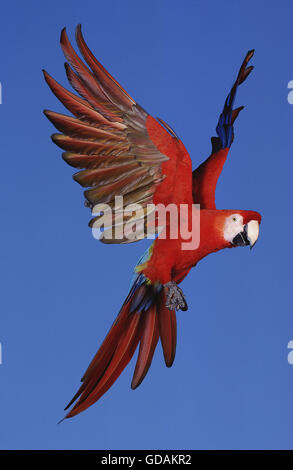 HELLROTEN Aras Ara Macao, Erwachsene IN FLIGHT Stockfoto