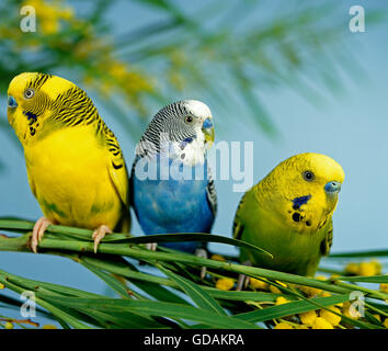 Wellensittich, Melopsittacus Undulatus, Gruppe auf Mimosa-Zweig Stockfoto