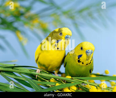 WELLENSITTICH Melopsittacus Undulatus, Erwachsene ON Silber-Akazie Stockfoto