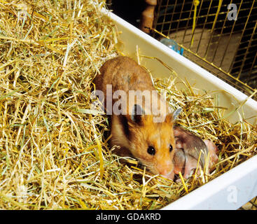 Goldhamster Mesocricetus Auratus, Weibchen mit jungen im Käfig Stockfoto