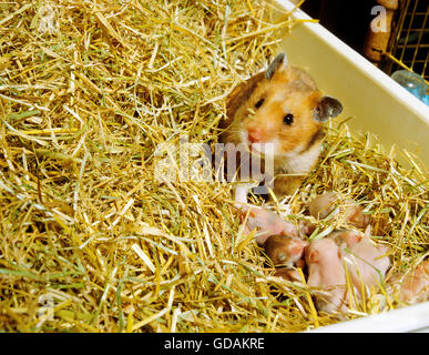 Goldhamster Mesocricetus Auratus, Weibchen mit jungen im Käfig Stockfoto