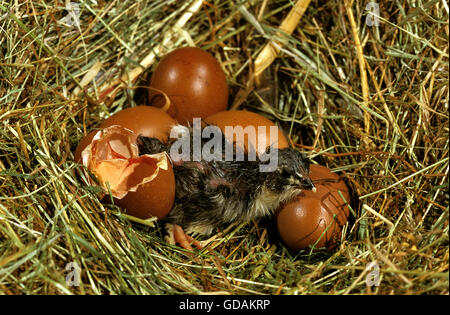 HAUSHUHN, KÜKEN SCHLÜPFT AUS EI Stockfoto