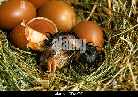 Haushuhn, Küken schlüpft aus Ei Stockfoto