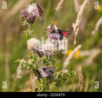 Schmale umrahmten fünf spot Burnet Motten auf eine Distel-Pflanze Stockfoto