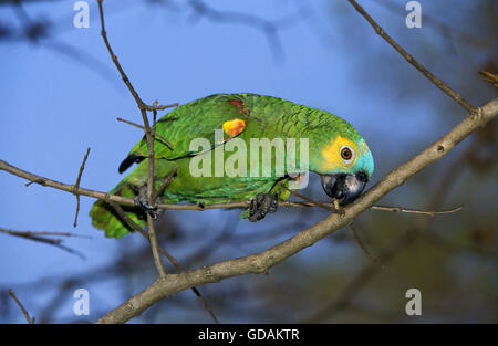 Blau-Fronted Amazon Parrot oder Turquoise-Fronted Amazon Parrot, Amazona Aestiva, Erwachsene auf Ast, Pantanal in Brasilien Stockfoto